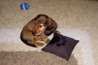 Jamnik d�ugow�osy NAILA